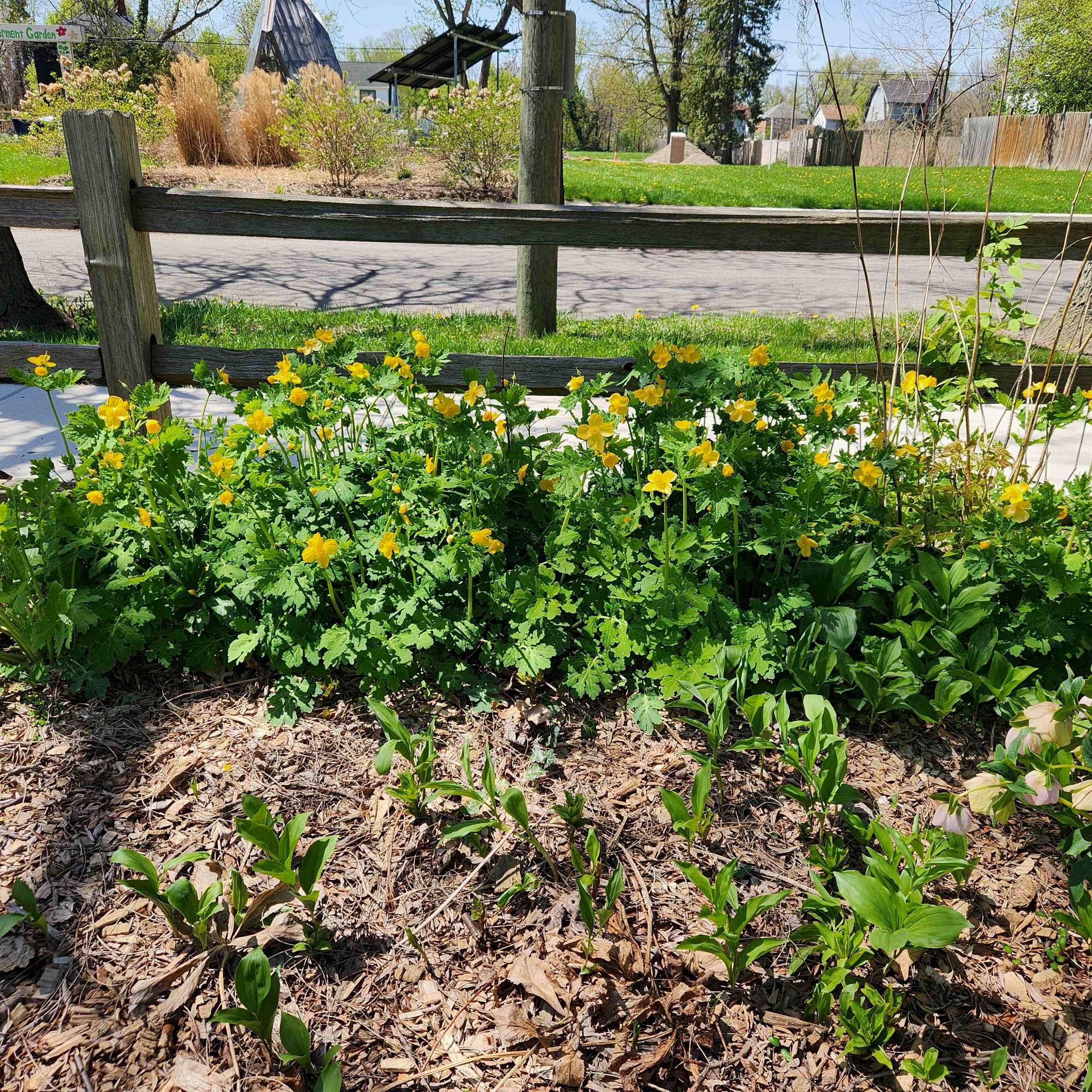 Stylophorum diphylium, Woodland Poppy — Detroit Abloom